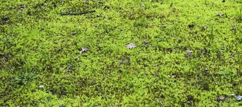 Is Moss Growing on Your BC Football Field?