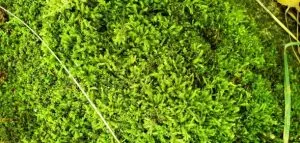 moss